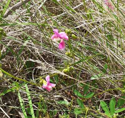 Sphenostylis angustifolia, photographed by grabbarg