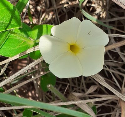 Thunbergia atriplicifolia, photographed by grabbarg
