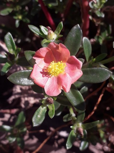 Portulaca cryptopetala, photographed by Eduardo Luis Beltrocco