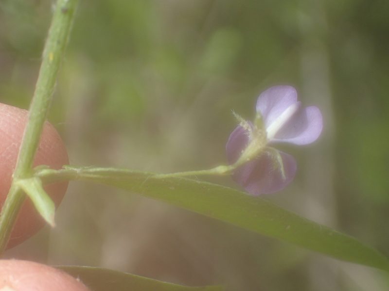 Psoralea plauta, photographed by Nicola van Berkel