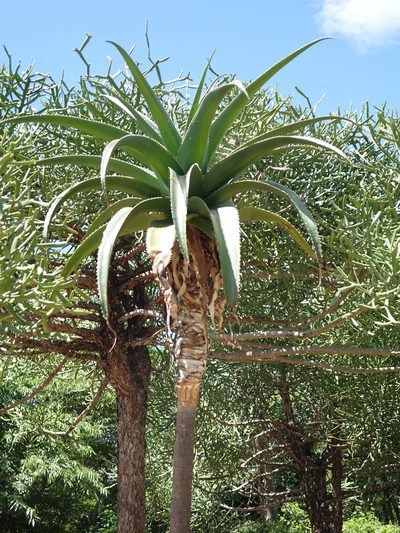 Aloe vaombe, photographed by Romer N. Rabarijaona