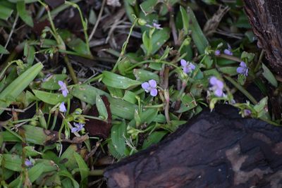 Murdannia nudiflora, photographed by Neli Kanonerova