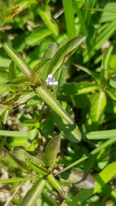 Coleotrype natalensis, photographed by Margaret Burger