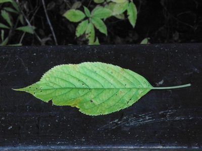 Clethra acuminata, photographed by Michael J. Papay