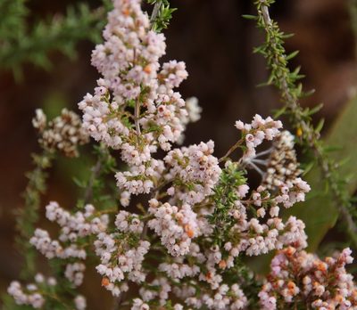 Erica mauritanica, photographed by Tony Rebelo