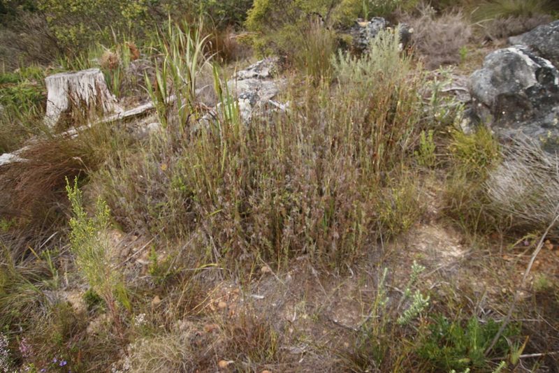 Thamnochortus fruticosus, photographed by Tony Rebelo