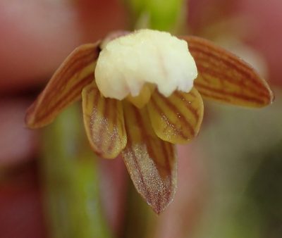 Eulophia cochlearis, photographed by Nicola van Berkel