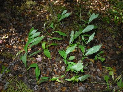 Solidago curtisii, photographed by Michael J. Papay