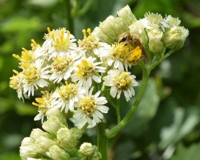 Microglossa mespilifolia, photographed by Sunčana Bradley