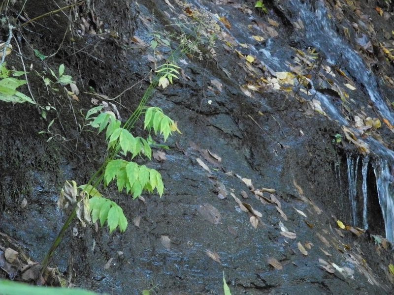 Oxypolis rigidior, photographed by Michael J. Papay