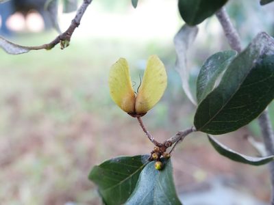 Acridocarpus excelsus, photographed by Romer N. Rabarijaona