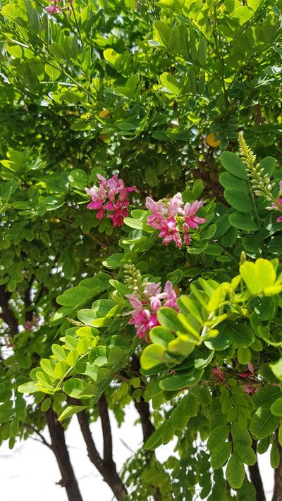 Indigofera jucunda, photographed by Margaret Burger