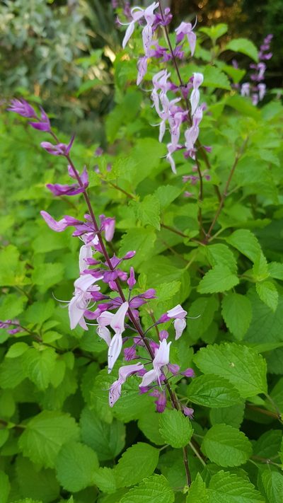 Ocimum labiatum, photographed by Margaret Burger