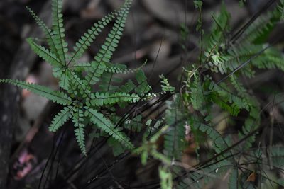 Adiantopsis radiata, photographed by veronica