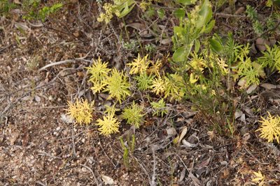 Cyphia bulbosa, photographed by Tony Rebelo