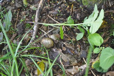 Solanum tuberosum, photographed by Tony Wills