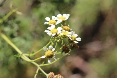 Bahia ambrosioides, photographed by Cesar Ormazabal