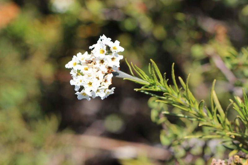 Heliotropium stenophyllum, photographed by Cesar Ormazabal