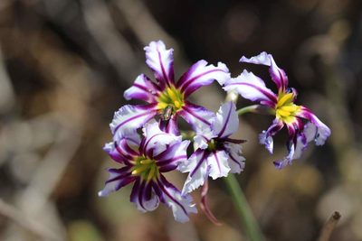 Leucocoryne vittata, photographed by Cesar Ormazabal