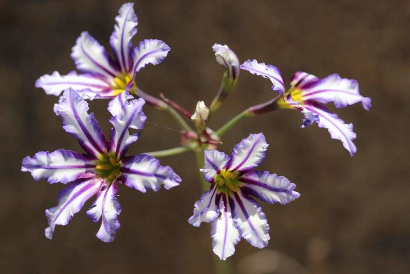 Leucocoryne vittata, photographed by Cesar Ormazabal