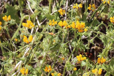 Loasa tricolor, photographed by Cesar Ormazabal