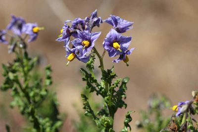 Solanum pinnatum, photographed by Cesar Ormazabal