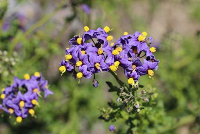 Solanum pinnatum, photographed by Cesar Ormazabal