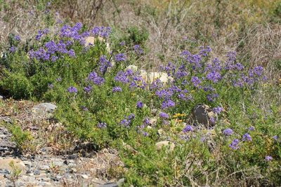Solanum pinnatum, photographed by Cesar Ormazabal
