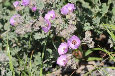 Sphaeralcea obtusiloba, photographed by Cesar Ormazabal