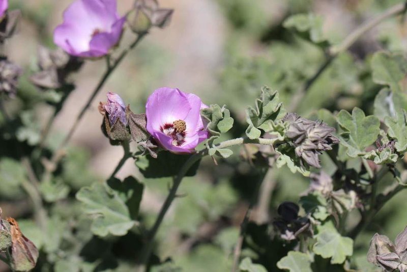 Sphaeralcea obtusiloba, photographed by Cesar Ormazabal