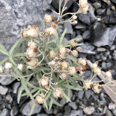 Anaphalis margaritacea, photographed by Jamie VanBuskirk