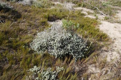 Helichrysum patulum, photographed by Tony Rebelo