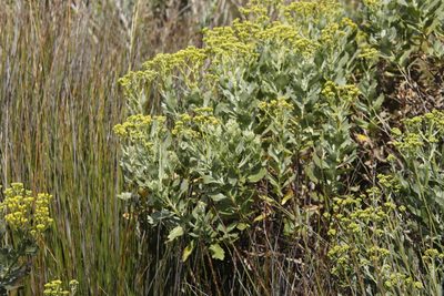 Senecio halimifolius, photographed by Tony Rebelo