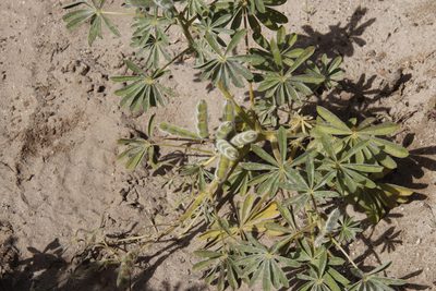 Lupinus cosentinii, photographed by Tony Rebelo