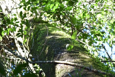 Pleopeltis polypodioides, photographed by veronica