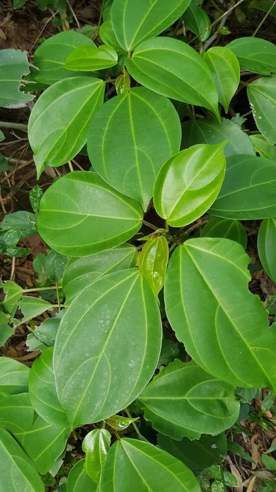 Scepocarpus trinervis, photographed by Margaret Burger