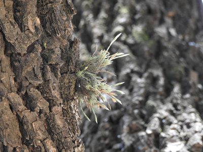 Tillandsia tricholepis, photographed by Eduardo Luis Beltrocco