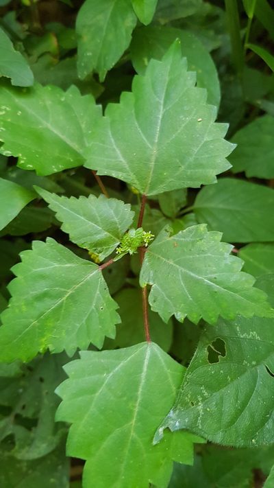 Laportea peduncularis, photographed by Margaret Burger