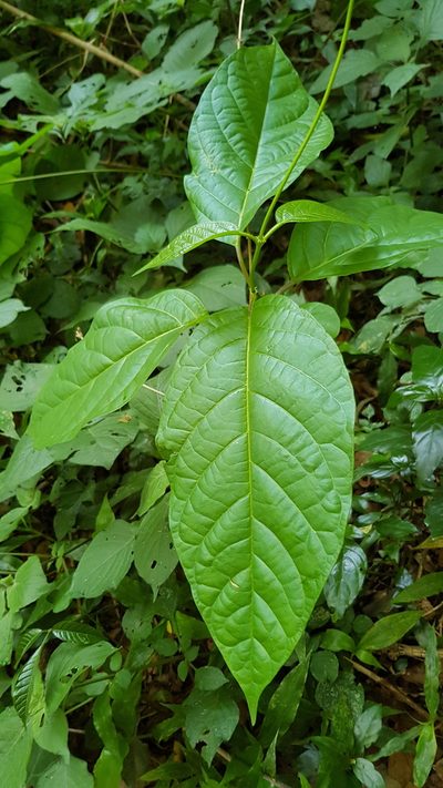 Mondia whitei, photographed by Margaret Burger