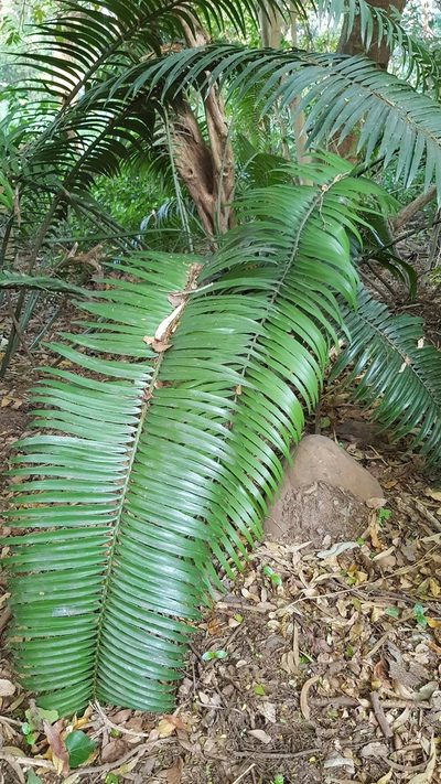 Encephalartos villosus, photographed by Margaret Burger