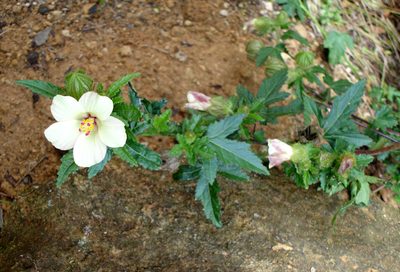 Hibiscus richardsonii, photographed by Peter de Lange