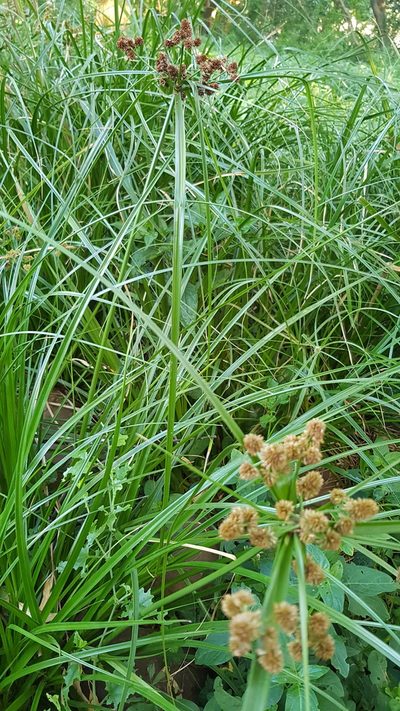 Cyperus solidus, photographed by Margaret Burger