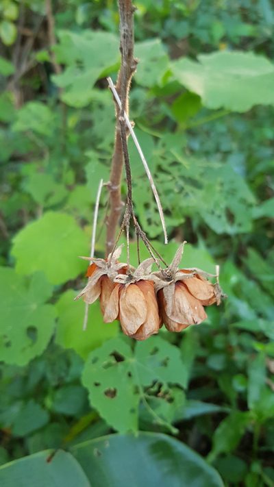 Dombeya burgessiae, photographed by Margaret Burger