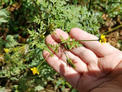 Bidens bipinnata, photographed by Leila Dasher