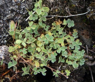 Oxalis thompsoniae, photographed by Peter de Lange