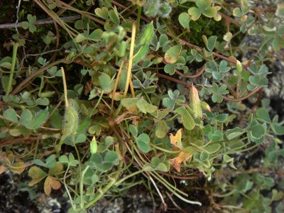 Oxalis thompsoniae, photographed by Peter de Lange