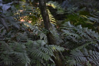 Pteris deflexa, photographed by veronica