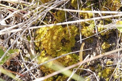 Tortella xanthocarpa, photographed by Tony Rebelo