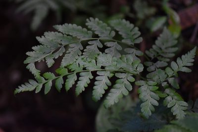 Pteris deflexa, photographed by veronica
