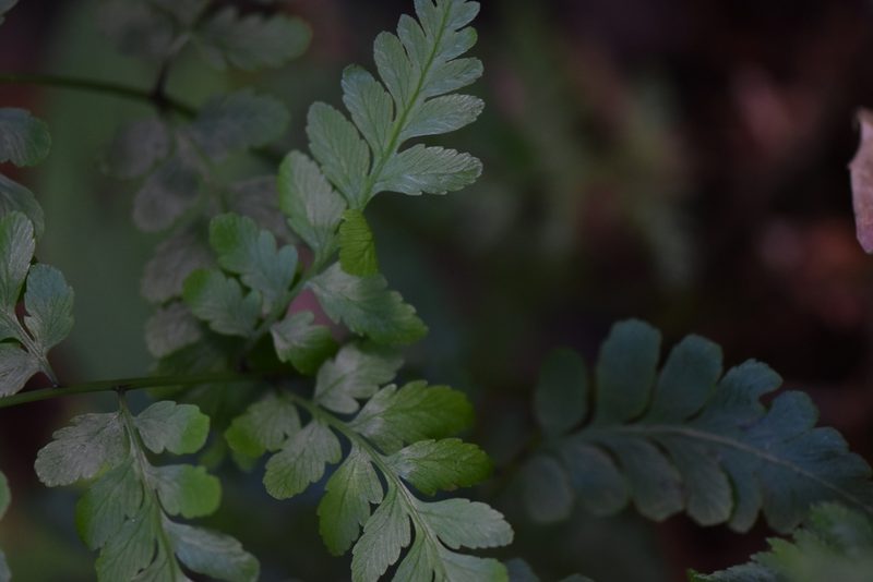 Pteris deflexa, photographed by veronica